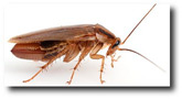Cucaracha alemana